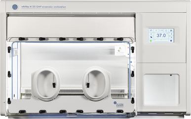 Whitley A135 GMP Isolator with Large 43 litre airlock